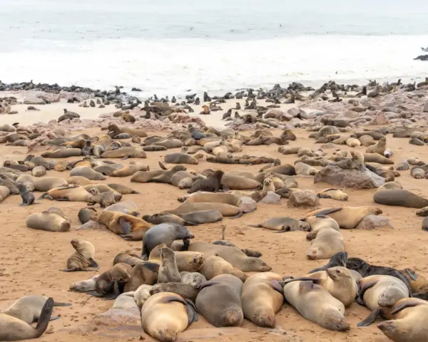 Tysiące fok wylegujących się na plaży w Cape Cross.
