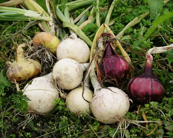 Nyskördade allium cepa, vita och röda lökar, ligger på grön mark med vissna blad och rötter.