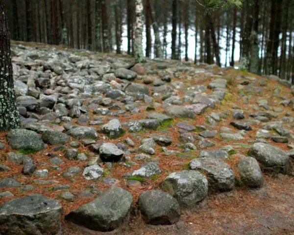 Kamienne kręgi w lesie, otoczone sosnowymi igłami i mchem. Stare kamienie tworzą tajemniczy krąg.