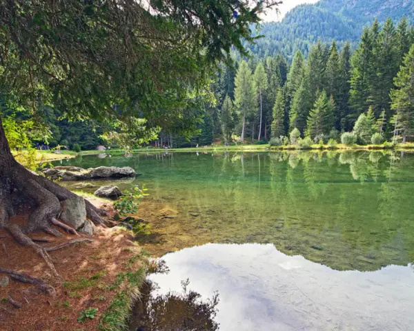 Radici imponenti di un albero si specchiano nel laghetto dei caprioli, circondato da una fitta foresta di conifere.
