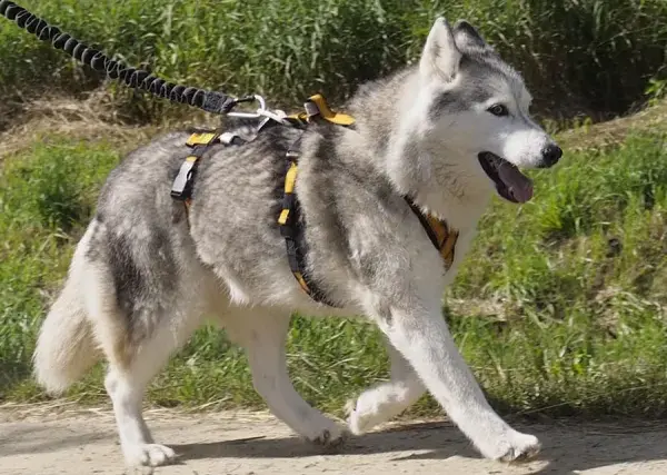 Jakie szelki dla husky zapewnią komfort i bezpieczeństwo podczas spacerów