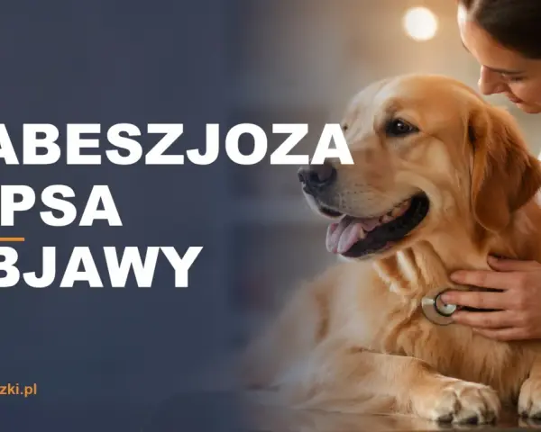 Babeszjoza u psa – objawy. Weterynarz bada złotego retrievera, by rozpoznać chorobę.