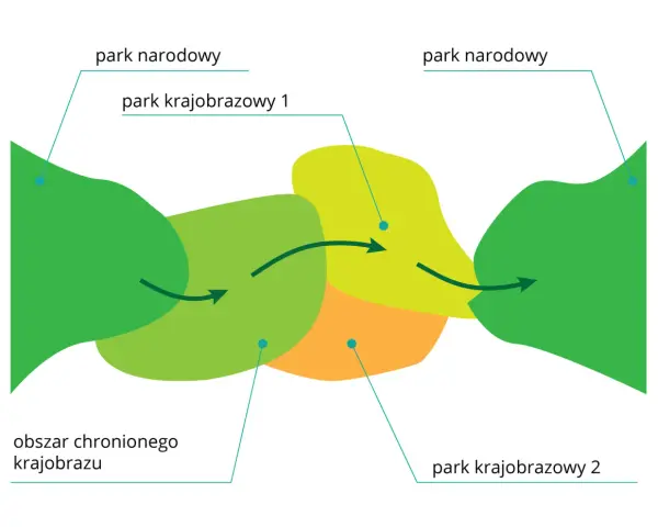 Schemat przedstawia powiązania między parkiem narodowym a parkiem krajobrazowym. Strzałki wskazują przepływ między obszarami.