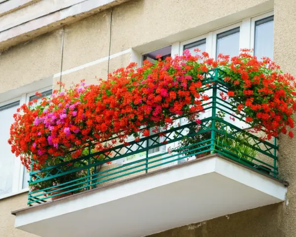 Balkon pełen kwitnących pelargonii w odcieniach czerwieni i różu. Te piękne kwiaty doniczkowe cieniolubne tworzą barwną kaskadę.