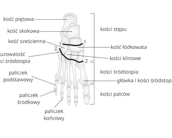 Schemat anatomiczny stopy z zaznaczonymi kośćmi: piętową, skokową, sześcienną, łódkowatą, klinowymi, śródstopia i palców.