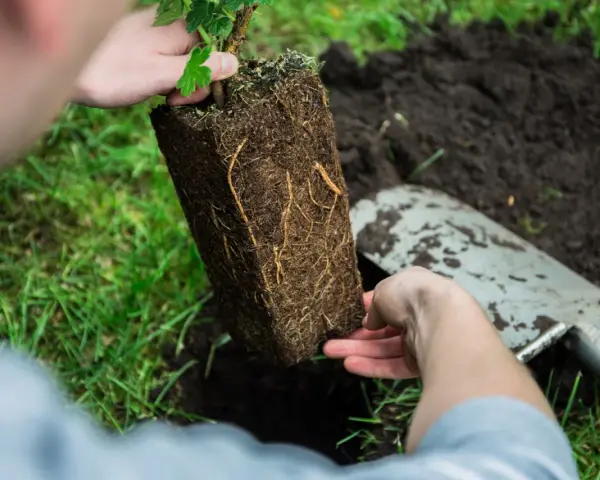 Sadzenie agrestu. Dłonie trzymają bryłę korzeniową sadzonki, gotową do umieszczenia w ziemi.