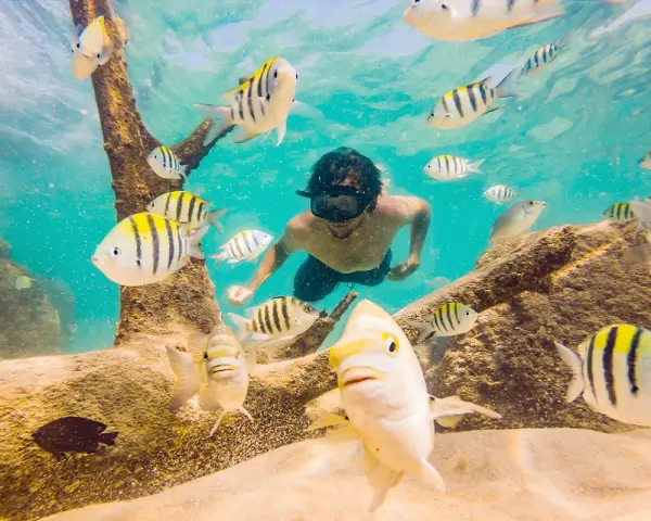 Nurek w masce pływa wśród ławicy ryb podczas zanzibar snorkeling. Podwodny świat pełen kolorów.