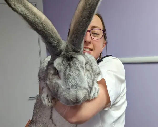 Una donna sorride tenendo in braccio un coniglio gigante, le sue lunghe orecchie grigie dominano l'inquadratura.
