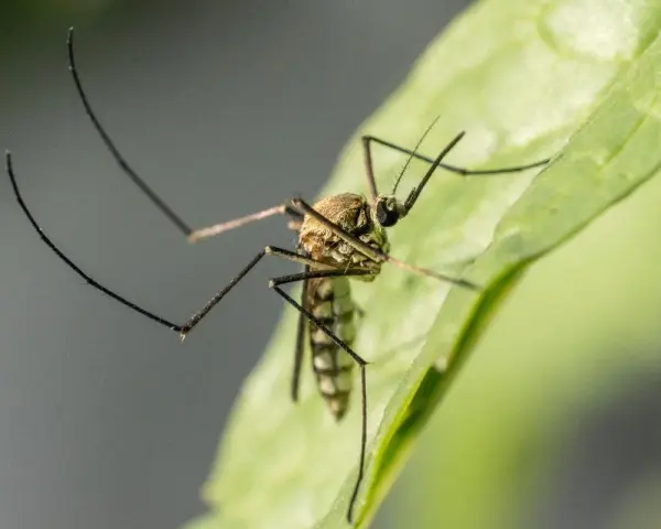 Un mosquito en una hoja verde. Aprende cómo evitar mosquitos en el jardín para disfrutar del aire libre sin picaduras.