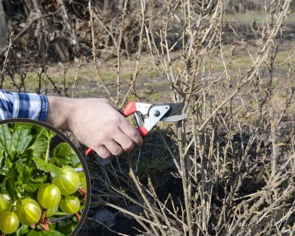 Wczesnowiosenne przycinanie agrestu. Dłoń z sekatorem usuwa suche gałązki, by krzew obficie owocował.