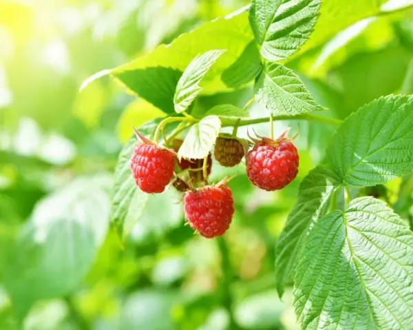 Des framboisiers remontants gorgés de soleil, prêts à être cueillis. Leurs fruits rouges brillent au milieu des feuilles vertes.