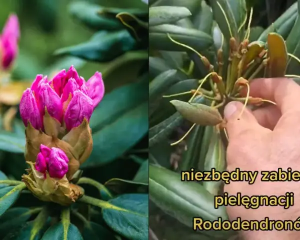 Dwa ujęcia rododendronu: jeden z pąkami różowych kwiatów, drugi z uschniętymi kwiatostanami, sugerujący, że rododendron nie kwitnie.