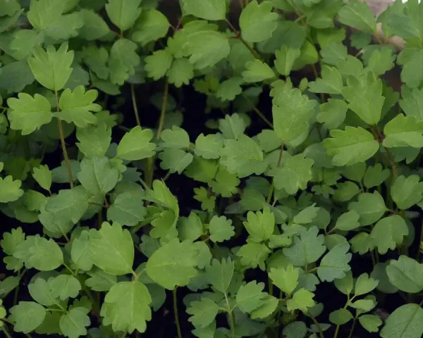 Frische, grüne Pimpinelle-Pflanzen, bereit für Salate. Ihr pimpinelle geschmack verfeinert jedes Gericht.