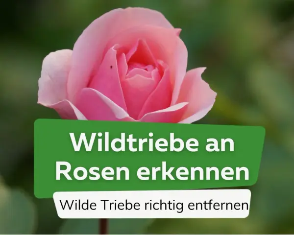 Eine zarte rosa Rose im Fokus. Ein grünes Banner erklärt, wie man **Wildtriebe an Rosen** erkennt und wilde Triebe richtig entfernt.