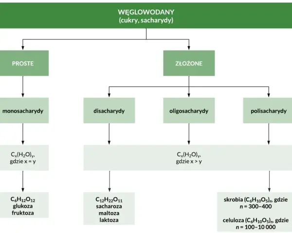 Schemat podziału węglowodanów na cukry proste i złożone: monosacharydy, disacharydy, oligosacharydy, polisacharydy.