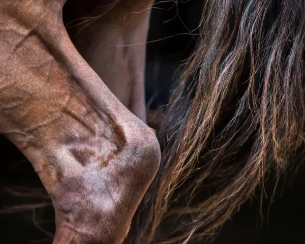 Gros plan sur le jarret d'un cheval brun, montrant la musculature et la crinière. Une légère entorse au jarret du cheval est visible.