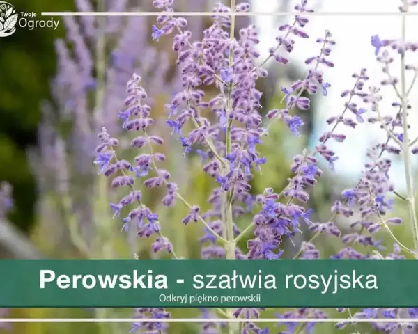 Perowskia jak gęsto sadzić? Dowiedz się, jak uzyskać efektowną rabatę z perowskiami, tworząc gęste kępy.