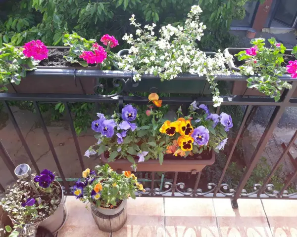 Kolorowe bratki i pelargonie zdobią balkon. Wiosna w pełni, idealny czas, by pomyśleć, co na balkon.