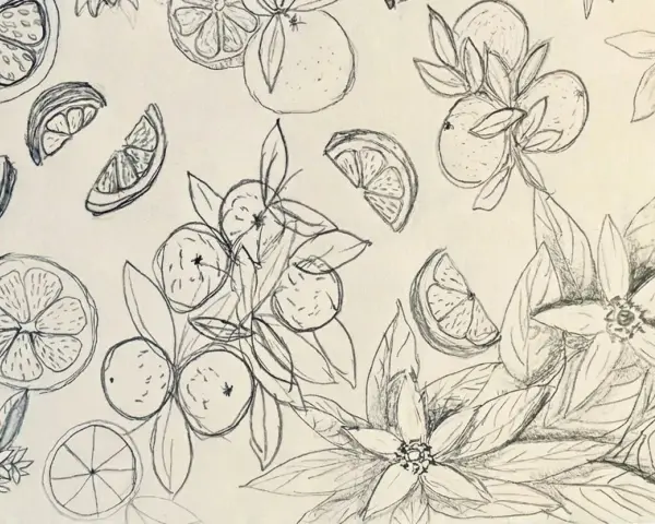 Dibujos creativos de naranjas enteras, en rodajas y flores de azahar, con un estilo a lápiz que evoca la frescura del campo.