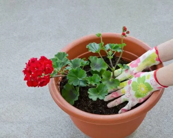 Händer med blomstrande handskar planterar en röd pelargon. Snart är det dags för pelargon vattning.
