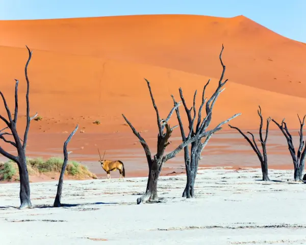 Słynne martwe drzewa w Dead Vlei, pustynny krajobraz Namibii z pomarańczowymi wydmami i oryksem.