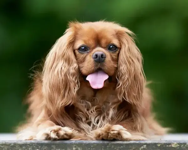 Uroczy pies rasy Cavalier King Charles Spaniel z długą, falującą sierścią i wystawionym językiem, siedzi na ławce na tle zieleni.