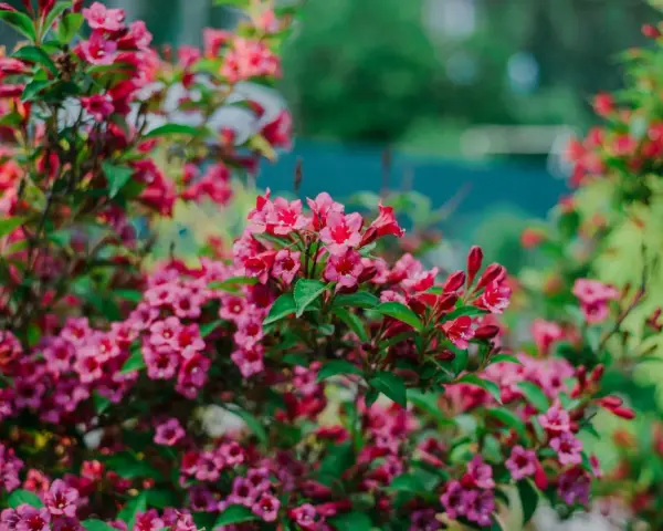 Üppige rosa Weigelienblüten im Garten. Ein Rückschnitt im Frühjahr fördert üppiges Wachstum und reiche Blüte.