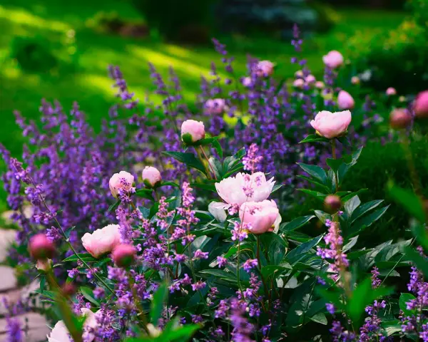 Vårblommor ute i en lummig trädgård. Rosa pioner blommar bland lila lavendel.