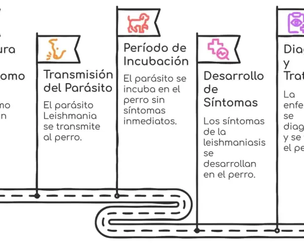 Diagrama del ciclo de la leishmaniosis en perros: picadura de flebótomo, transmisión del parásito, incubación, desarrollo de síntomas y diagnóstico/tratamiento.