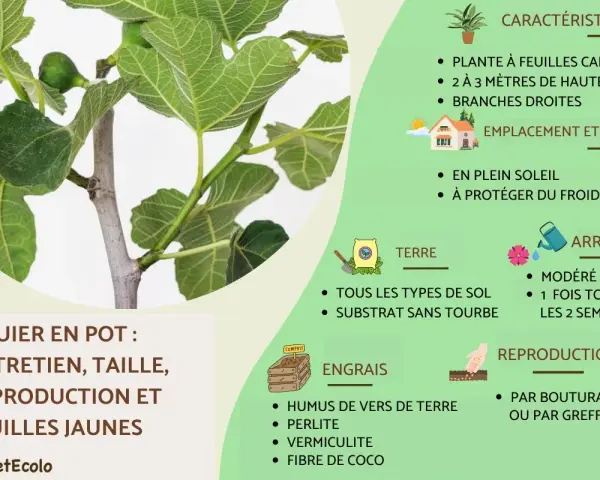 Gros plan sur un figuier (ficus carica) en pot, avec des feuilles vertes et des fruits immatures. Le texte explique son entretien.