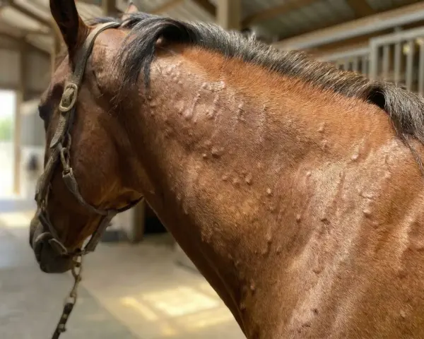 Gros plan sur le cou d'un cheval brun montrant des bosses sur la peau, suggérant une maladie de peau cheval.