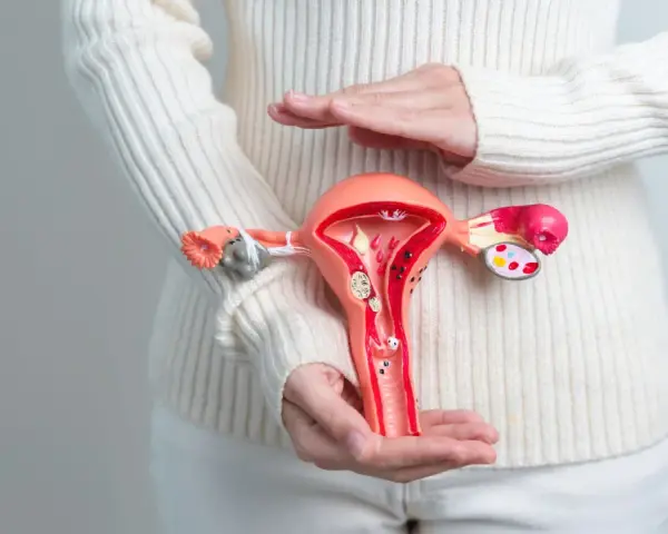 Model narządu rodnego kobiety w rękach, symbolizujący samobadanie szyjki macicy i dbanie o zdrowie.