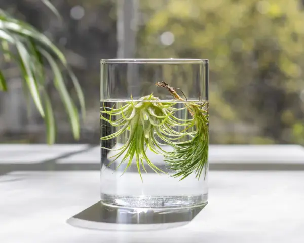 Two air plants soak in a glass of water, demonstrating how to water air plants.
