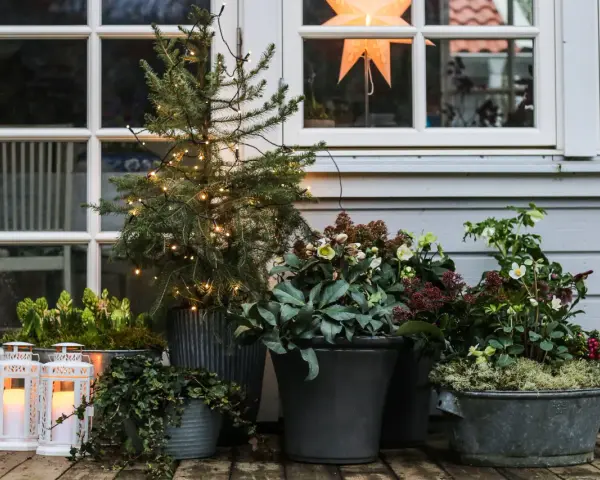 Vackra julblommor i kruka, en liten gran med ljusslinga och lyktor skapar julstämning vid husets entré.