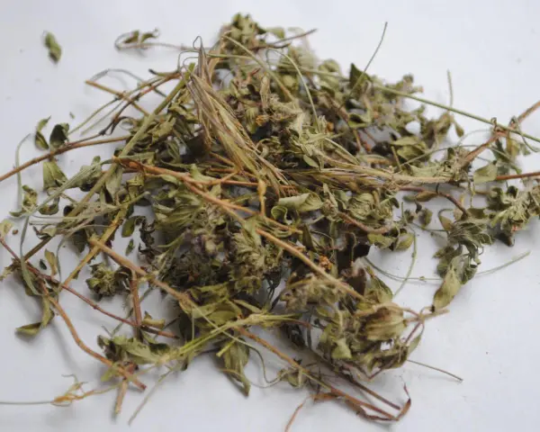 Getrockneter Thymian, bereit zur Lagerung. Die zarten Zweige und Blätter zeigen, wie man Thymian trocknen kann, um sein Aroma zu bewahren.