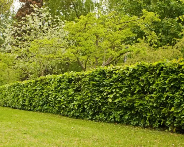 Gęsty, zielony żywopłot z buka tworzy naturalną barierę dla kwitnących drzew i bujnej zieleni w ogrodzie.