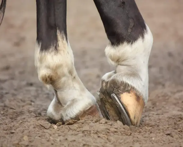 Gros plan sur les membres inférieurs d'un cheval, montrant les sabots ferrés et le pelage blanc et noir. Le cheval engorgé des 4 membres se tient sur un sol sablonneux.