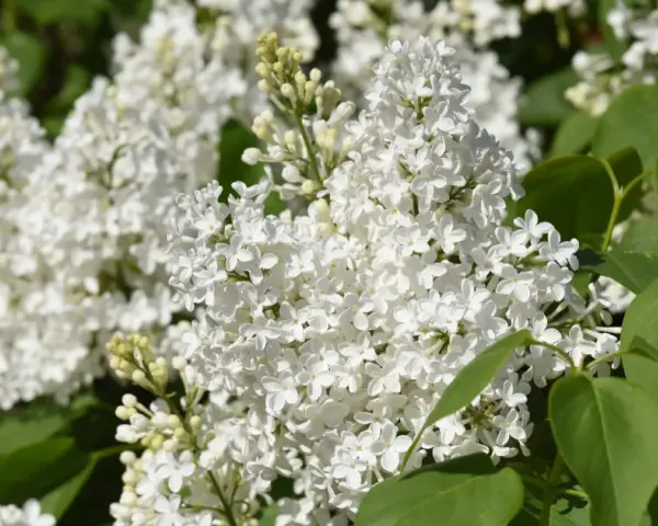 Vita syrensorter blommar i full prakt, med täta klasar av små, vita blommor och gröna blad.
