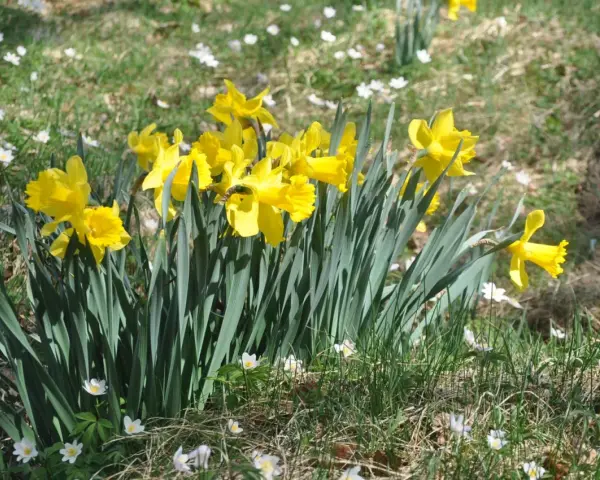 Gula påskliljor blommar i gräset, omgivna av små vita blommor. Vackra, men tänk på att påskliljor giftiga.