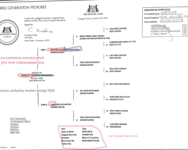 Ile kosztuje rodowód dla psa? Sprawdź ceny i opcje rejestracji