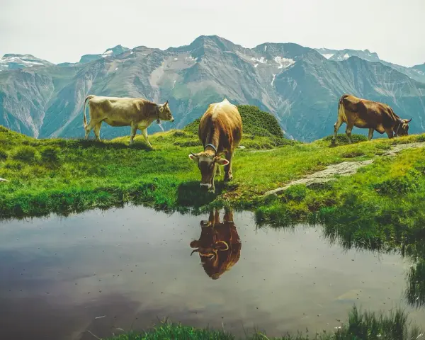 Tre mucche al pascolo in montagna vicino a uno stagno. Chissà quanti litri di acqua beve una mucca al giorno per stare così in forma!