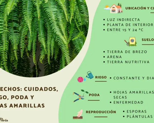 Helechos: cuidados, riego y poda. Consejos para evitar hojas amarillas y mantenerlos sanos.