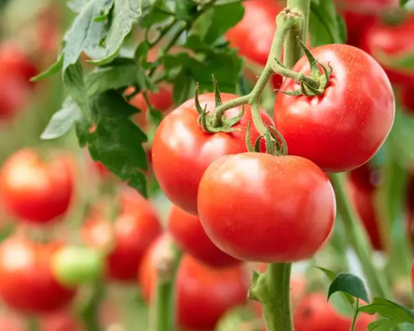Reife, rote Tomaten hängen an einem Strauch. Die tomaten erntezeit hat begonnen und die Früchte sind bereit für die Ernte.