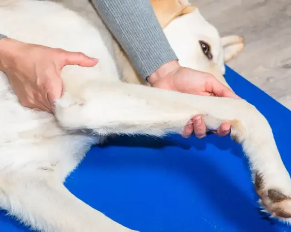 Fizjoterapeuta delikatnie masuje łapę psa, pomagając mu w rehabilitacji. Ta librela dla psa zapewnia ulgę w bólu.