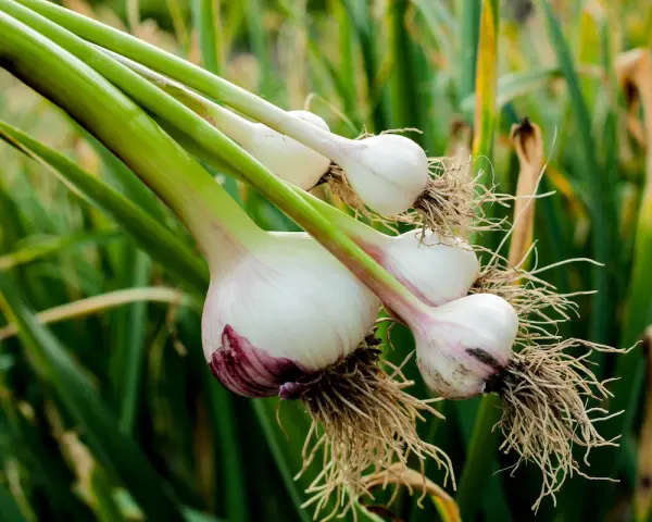 Frisch geernteter Knoblauch zieht aus der Zehe, mit Wurzeln und grünen Stielen, vor einem Hintergrund aus grünen Blättern.