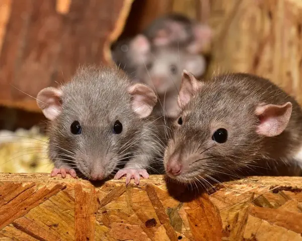 Tres ratas curiosas asoman sus cabezas desde un nido de ratas en el techo, con sus ojos brillantes y bigotes largos.