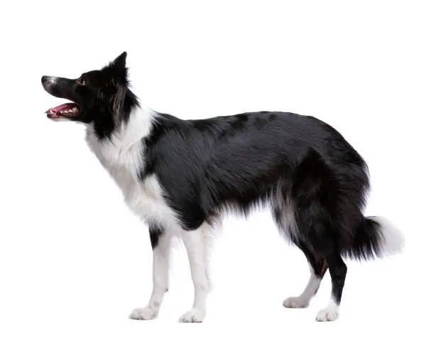 Czarny pies rasy border collie z białą sierścią, stojący na białym tle. Jego gęsta sierść jest jego ozdobą.
