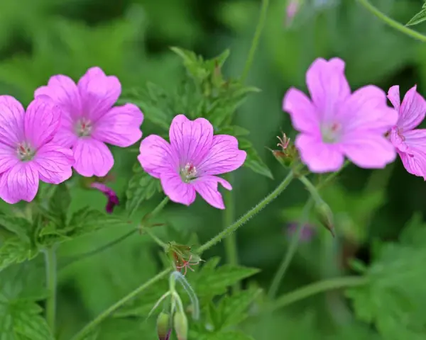 Zarte rosa Blüten von Storchschnabel Bodendecker entfalten sich im satten Grün.