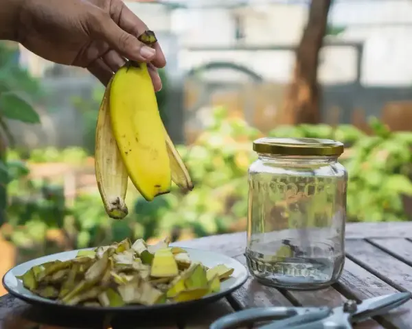 Ręka trzyma skórki bananów nad talerzem z ich kawałkami. Obok stoi słoik, gotowy na nawóz z bananów do jakich roślin.