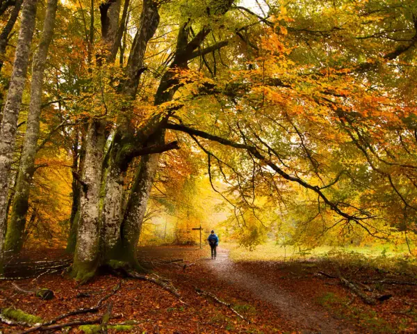 Un senderista camina por un sendero cubierto de hojas en un hayedo de otoño, rodeado de árboles con follaje dorado y naranja.